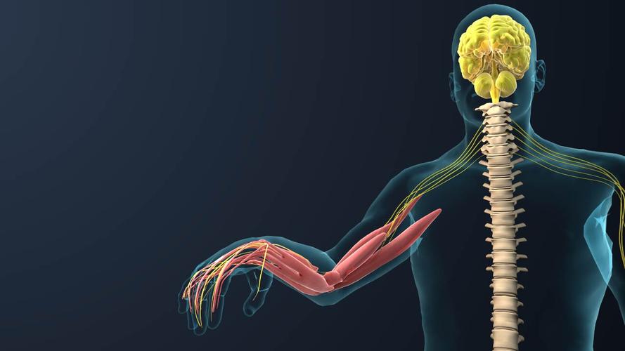 制作一个医学三维动画一分钟需要多少钱？